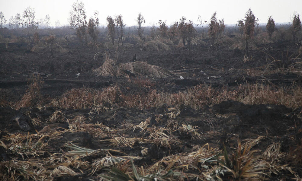 Burnt field, Trans-Sumatran Highway, Riau province, Sumatra Island, Indonesia.