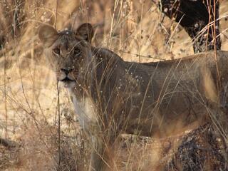 A close up look at an adult lioness standing behind tall tan grasses 