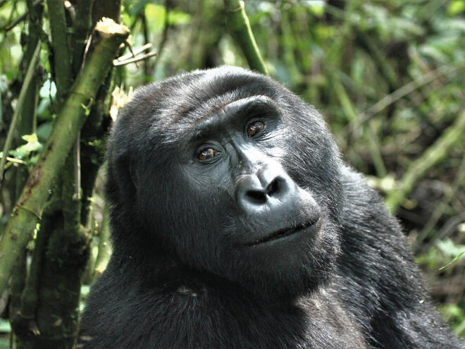 Mountain Gorilla (Gorilla beringei beringei) in the Bwindi Impenetrable Forest National Park, Uganda