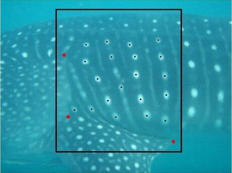 whale shark spots
