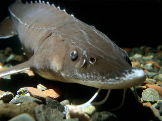 A gray sturgeon sits on the sandy bottom of one of the Great Lakes
