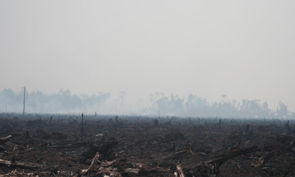 Borneo and Sumatra - Deforestation in Riau