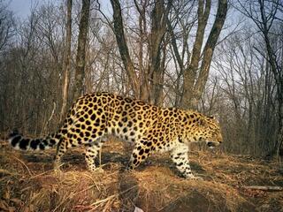 camera trap image of Amur leopard