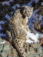 Nationwide Snow Leopard Population Assessment of Mongolia Brochure