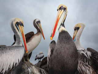Closeup of 4 pelicans