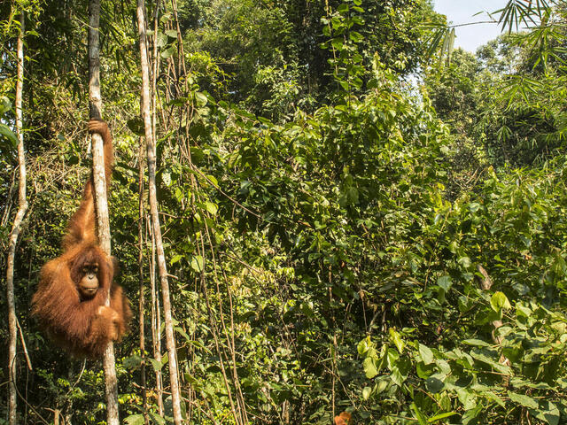 oranguatan released into the wild from the Frankfurt Zoological Society Orangutan Project (TOP) near Bukit Tigapuluh National Park