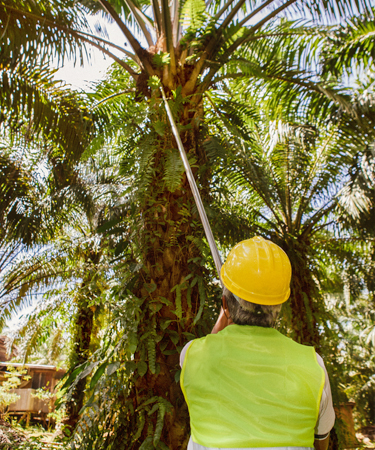 Worker examining tree
