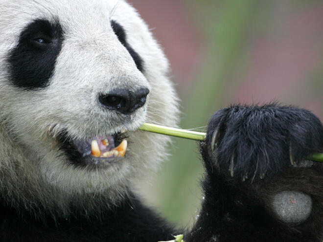 Giant panda eating bamboo. 