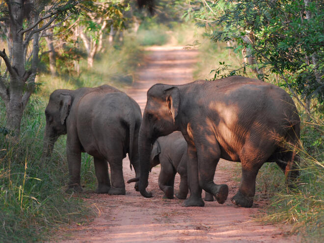 Wild asian elephants, Kui Buri National Park, Thailand