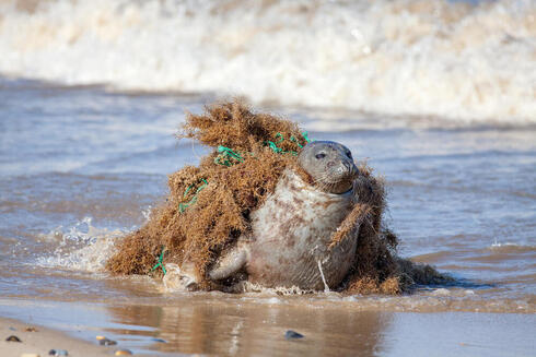 Plastic pollution harm to animals. Seal caught fishing net.