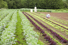 Salad crops growing in Dorset.