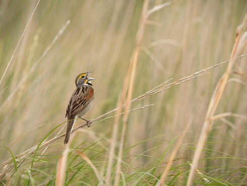 Singing male dicksisel, a grassland songbird, Daybreak Ranch, South Dakota, USA