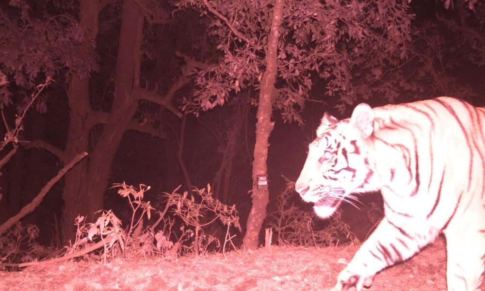 Camera trap image of tiger at high elevation