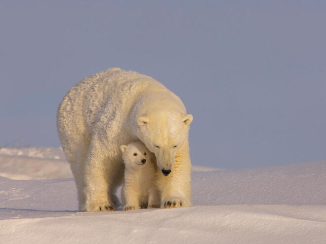 Polar bear cub with her sow