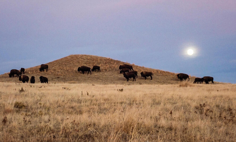 Buffalo grazing on a hill