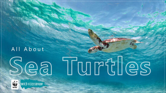 Sea Turtle Classroom Presentation