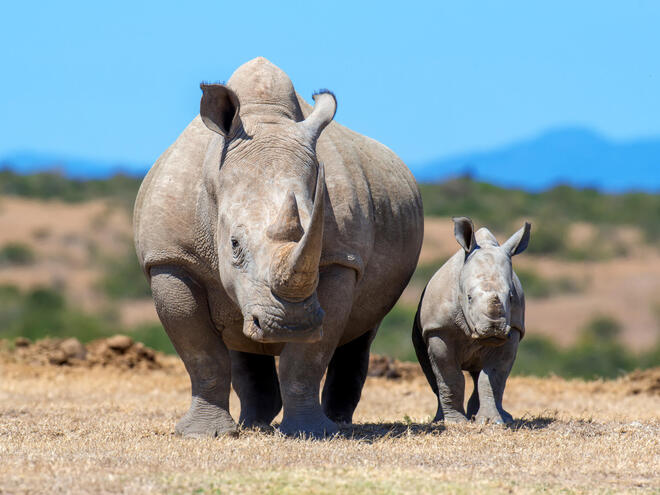 African white rhino (Ceratotherium simum), mother and calf. National park of Kenya.