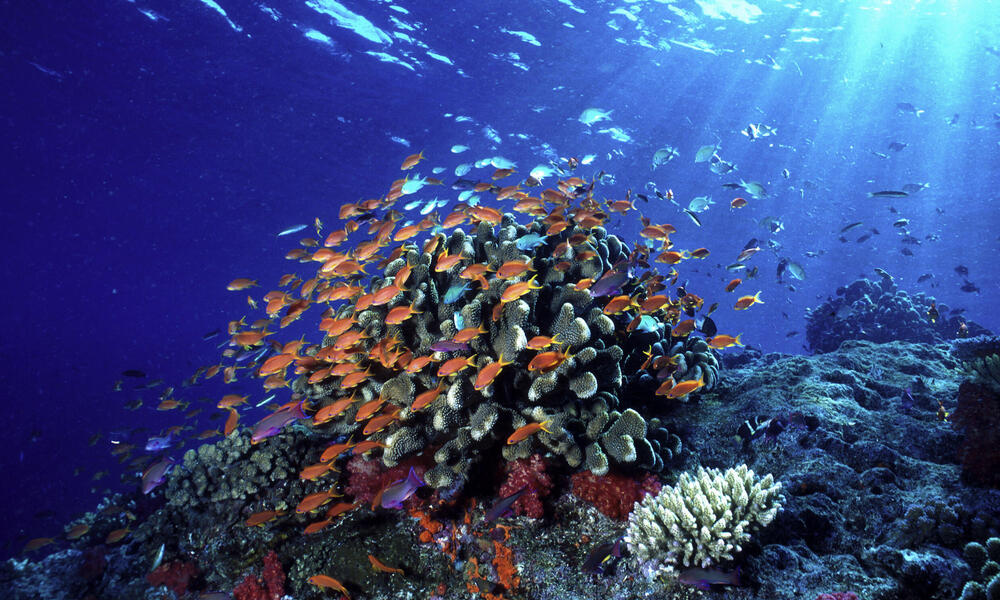 Swarms of anthias fish shelter near coral outcroppings and feed in the passing current.