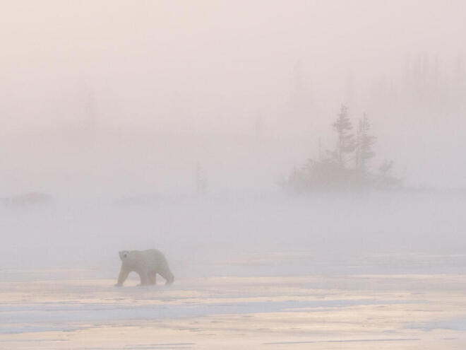 Polar bear walks in fog