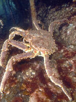 Illegal Russian Crab: An Investigation of Trade Flow Brochure