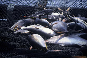 Yellowfin tunas