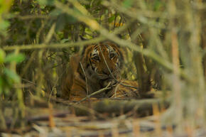 Female Bengal tiger resting in the mangroves