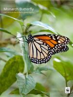 Monarch Butterfly: WWF Wildlife and Climate Change Series Brochure