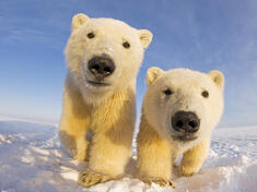 Two curious young Polar bears 