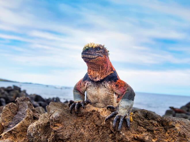A marine iguana sits on a rock in Ecuador
