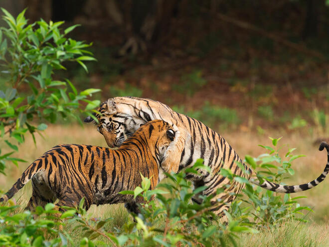 Tigers playing in Bandhavgarh national park