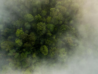Thirty Hills forest from above