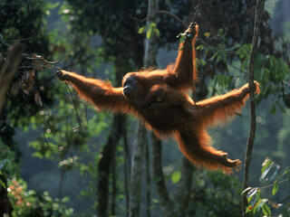 Sumatran Orangutan 