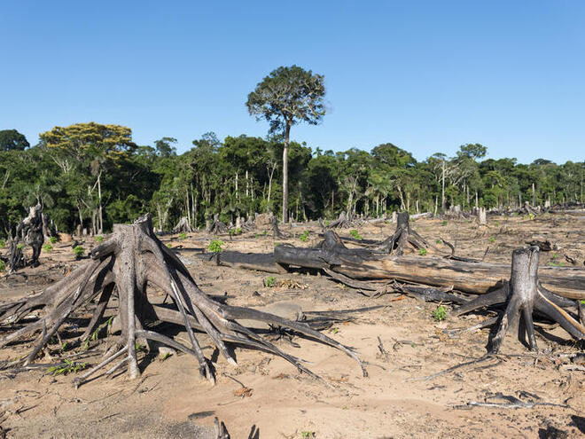 Deforestation in Peru for future agriculture plantation