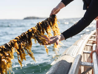 A kelp farmer inspects a line of young sugar kelp off the coast of Maine from a boat.