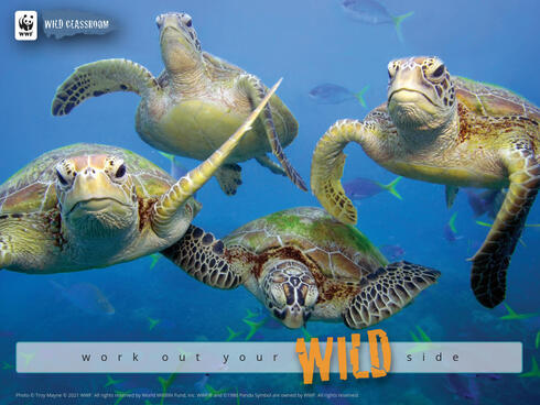 Sea turtles in great barrier reef