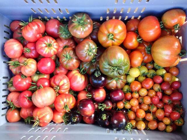 A crate of colorful imperfect heirloom tomatoes of varying sizes