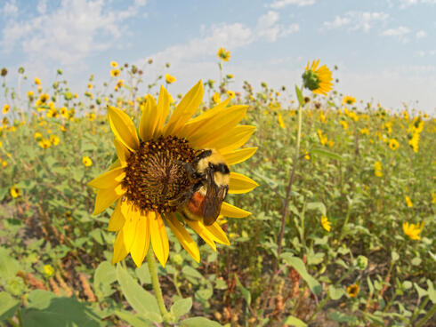 Hunt's Bumble Bee, queen, on native sunflower, Malta, Montana