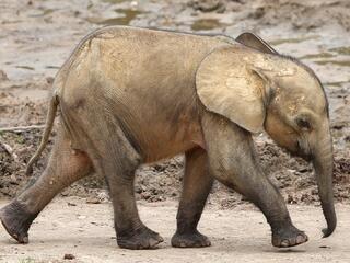 A baby elephant walks through the mud