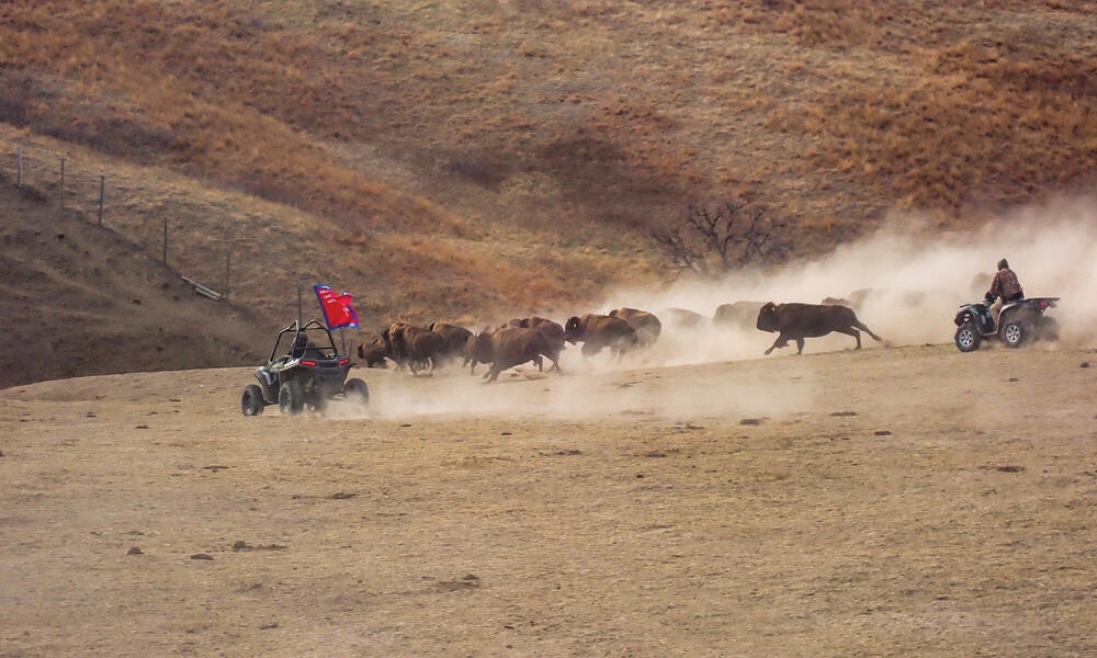 Herding buffalo on ATVs