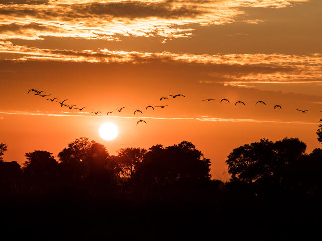 Birds fly at sunrise in the Okavango Delta, Botswana.