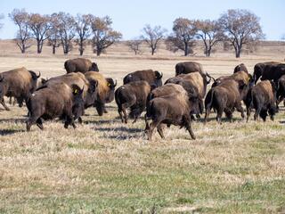 Bison walk out into a brown field