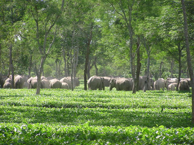 Elephants gathered under trees with crops in foreground