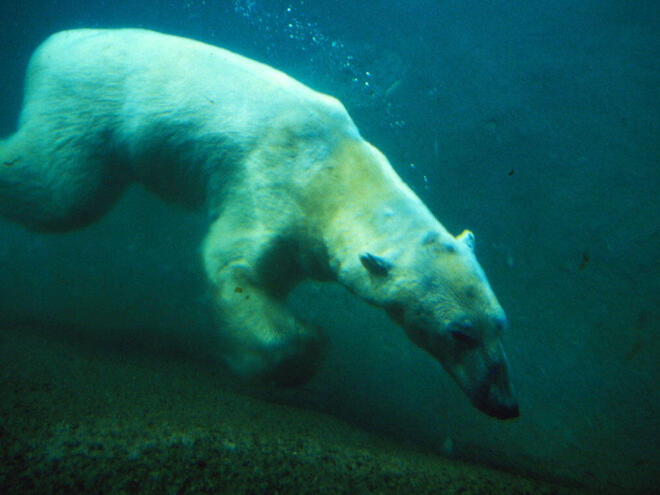 Ursus maritimus Polar bear swimming underwater. Hudson Bay, Canada