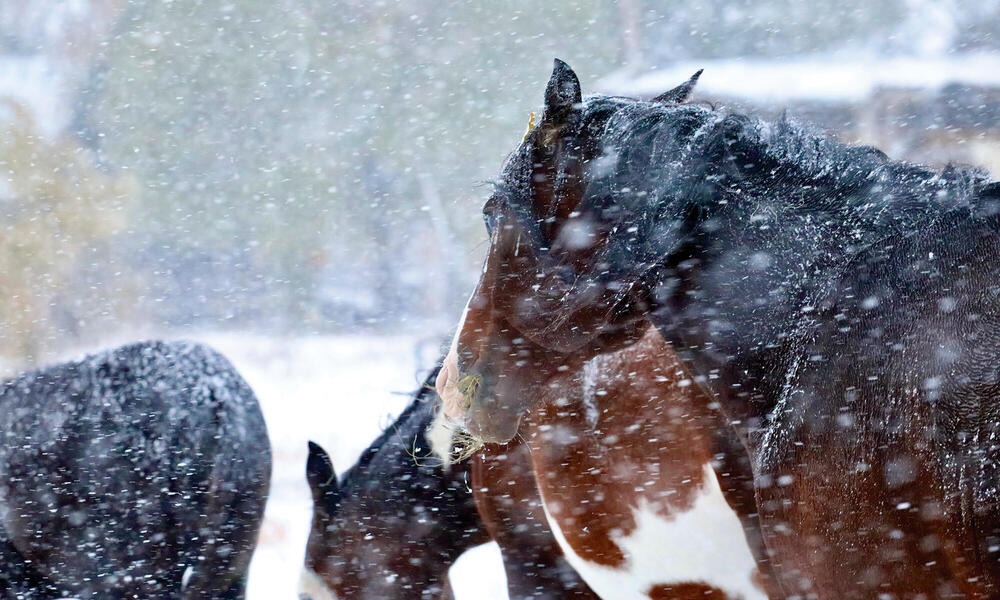 Horses in winter weather