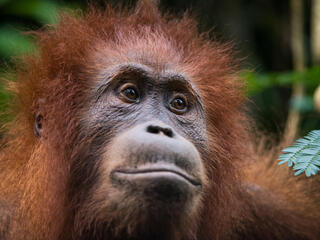 sumatran orangutan willy Neil Ever Osborne 3797