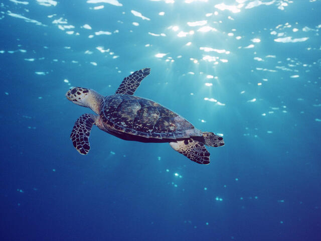 Hawksbill turtle swimming in Grand Cayman
