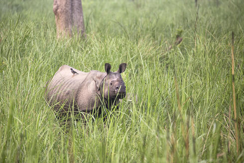 Female rhino in Chitwan National Park, Nepal