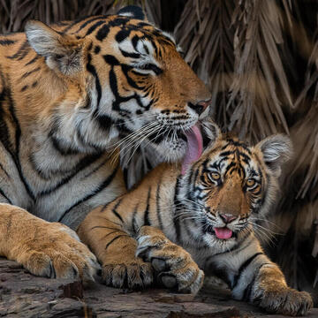 A female Bengal tiger grooms her cub while lying down