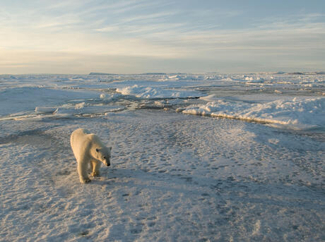 Climate change and polar bears