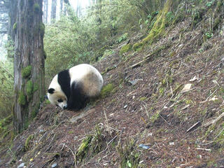 Panda photographed by a camera trap